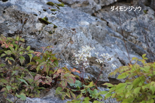 ダイモンジソウ