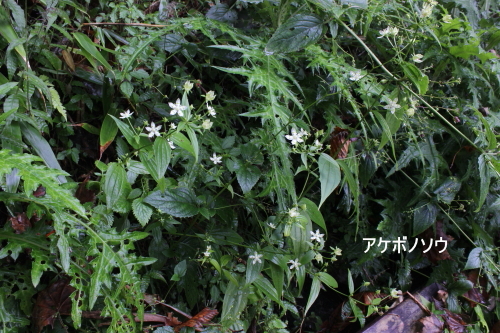 アケボノソウ