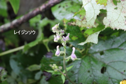 レイジンソウ
