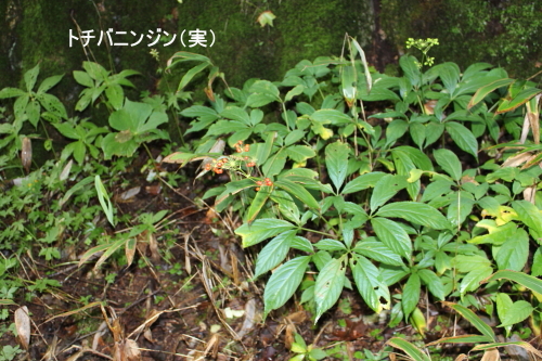 トチバニンジン