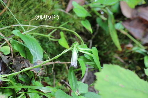 ツルリンドウ