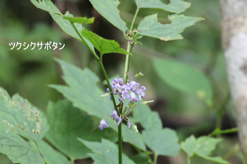ツクシクサボタン