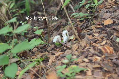 ギンリョウソウモドキ