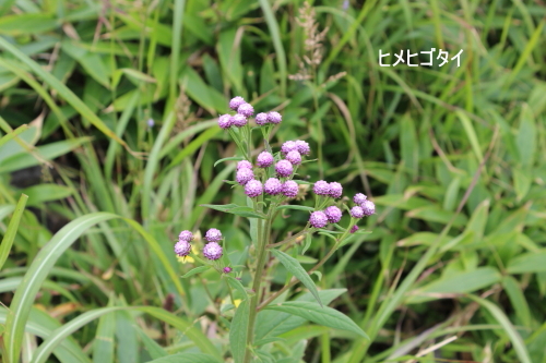 ヒメヒゴタイ