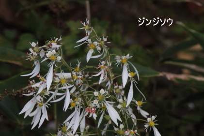 ジンジソウ