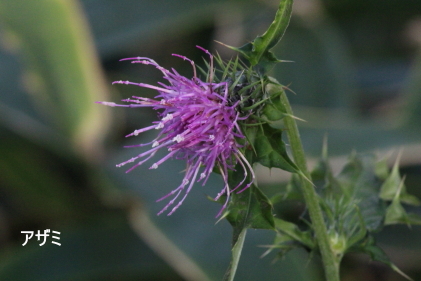 アザミ