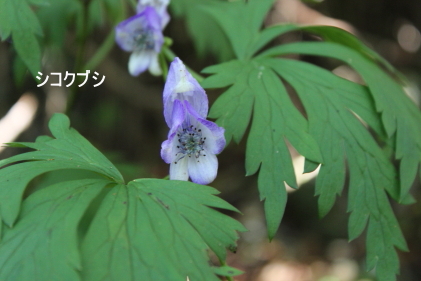 シコクブシ
