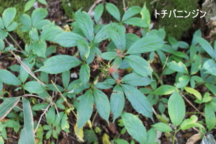 トチバニンジン