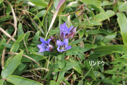 リンドウ