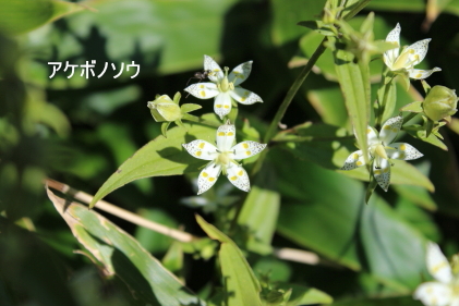 アケボノソウ