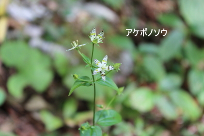 アケボノソウ